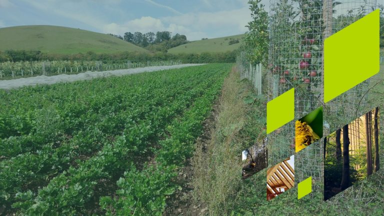 Agroforestry in practice: sharing knowledge and supporting adoption